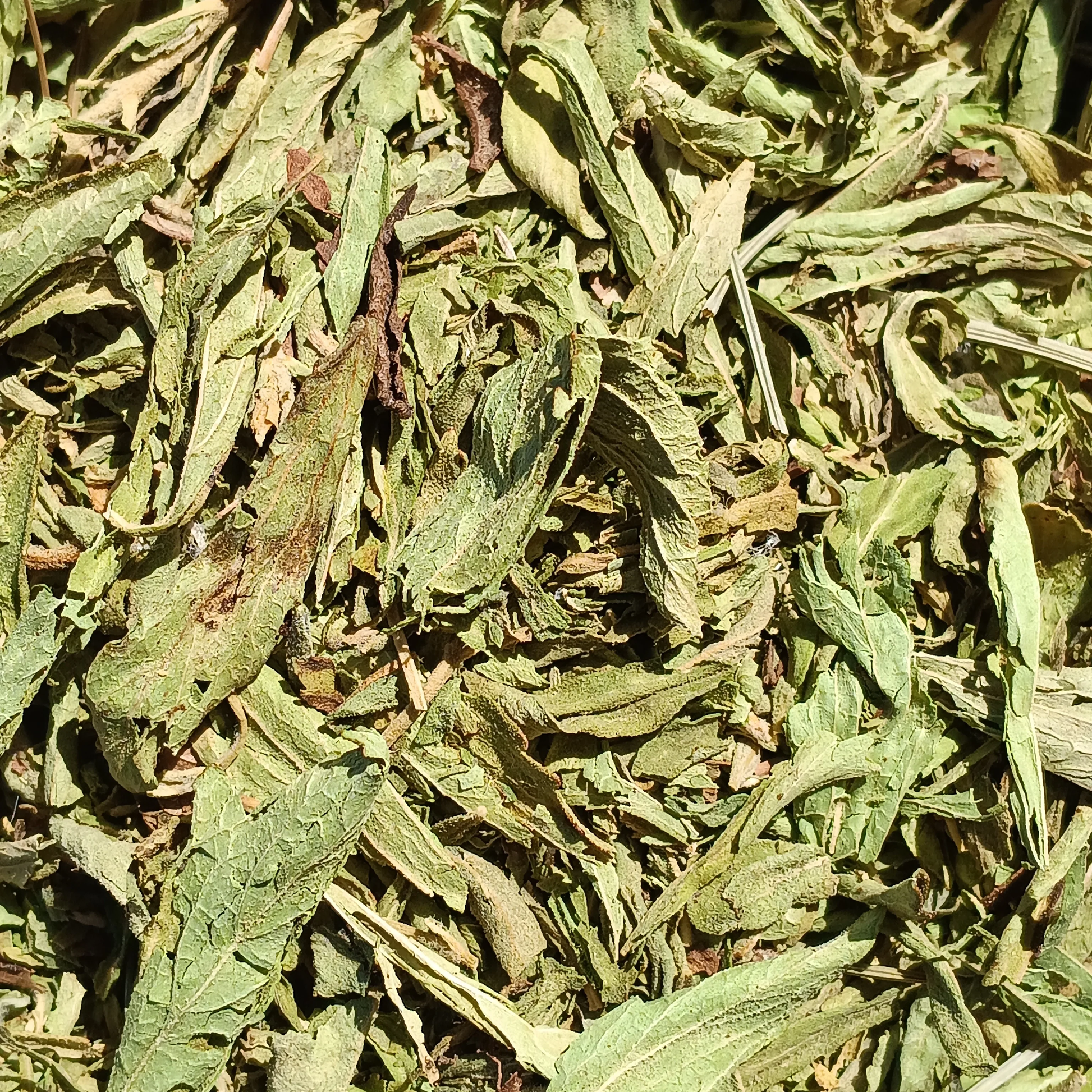 Stevia