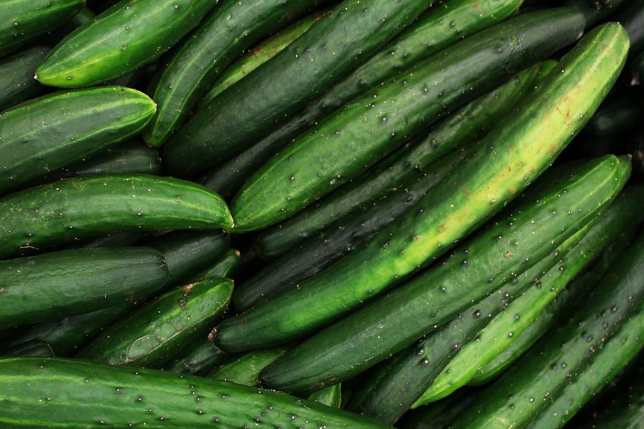 Japanese Cucumber