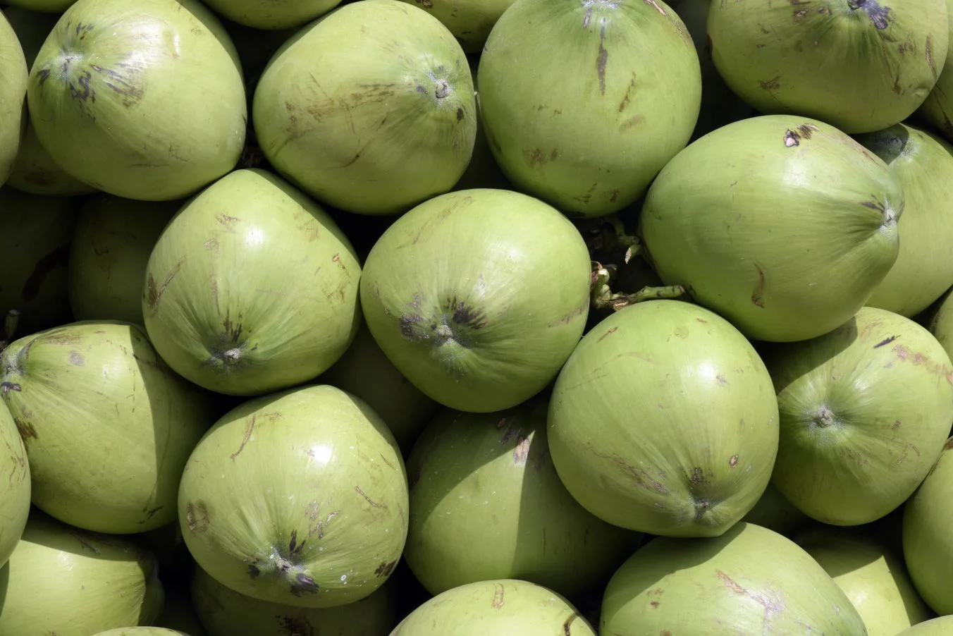 Coconut