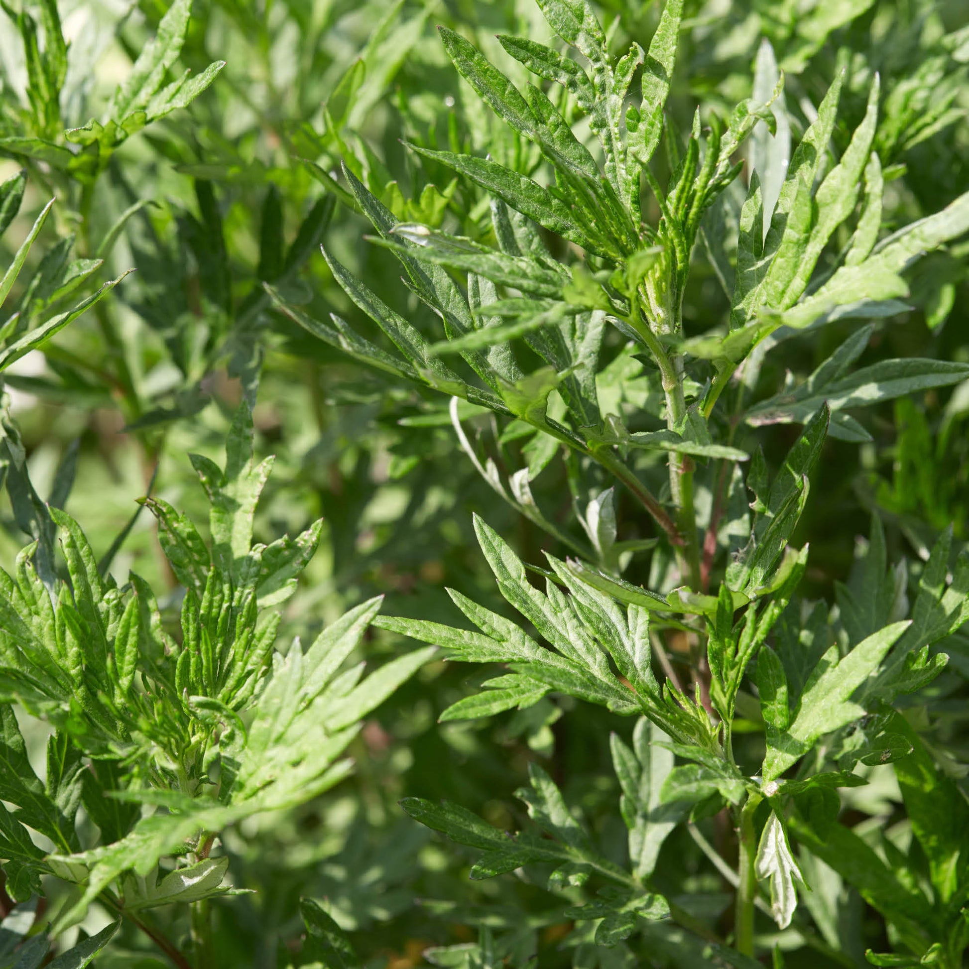 Mugwort