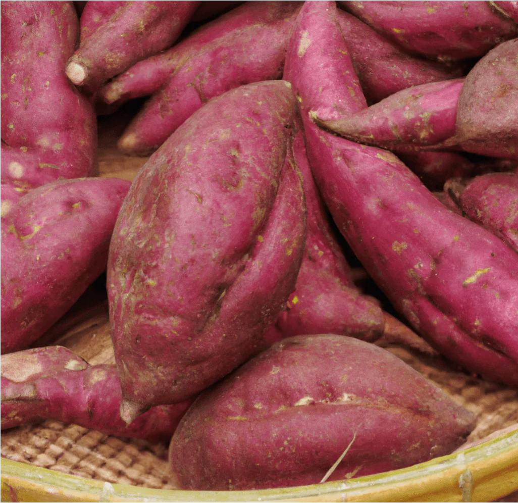 Japanese Sweet Potato