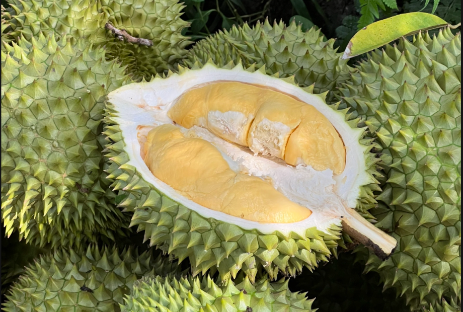 Durian