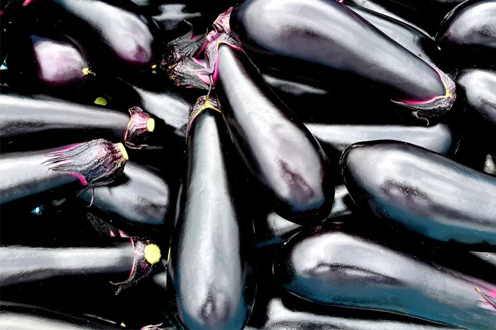 Japanese Eggplant Senryo